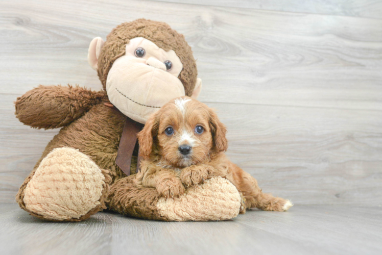 Cavapoo Pup Being Cute