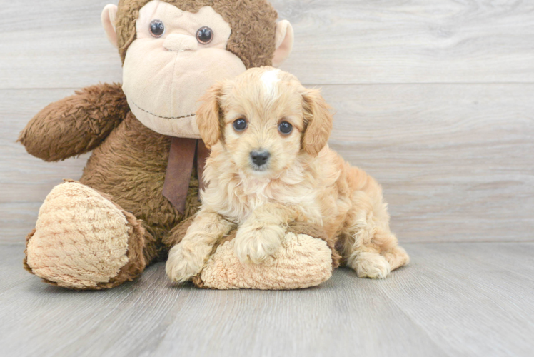 Best Cavapoo Baby