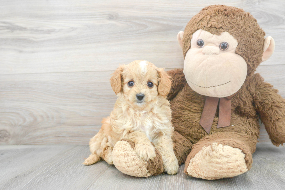 Cavapoo Pup Being Cute