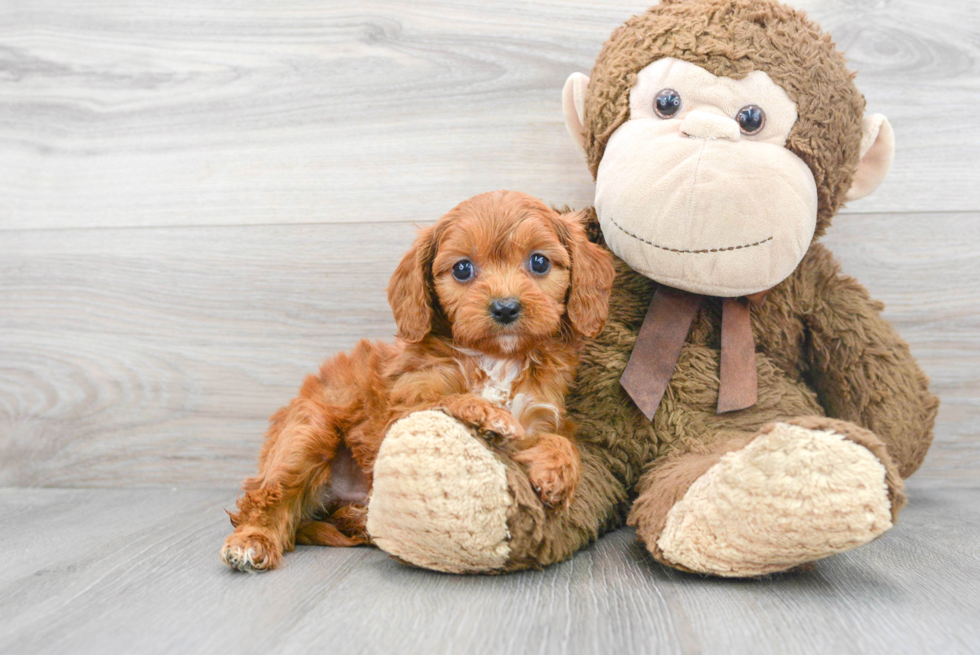 Adorable Cavoodle Poodle Mix Puppy