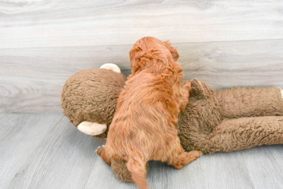 Fluffy Cavapoo Poodle Mix Pup