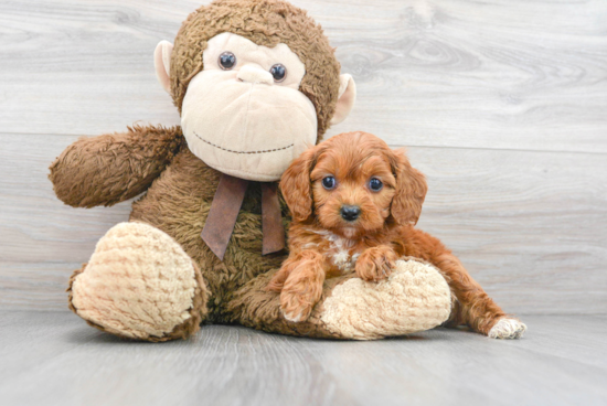 Cute Cavapoo Baby