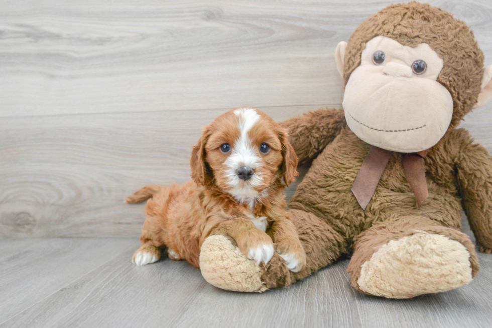 Cavapoo Pup Being Cute