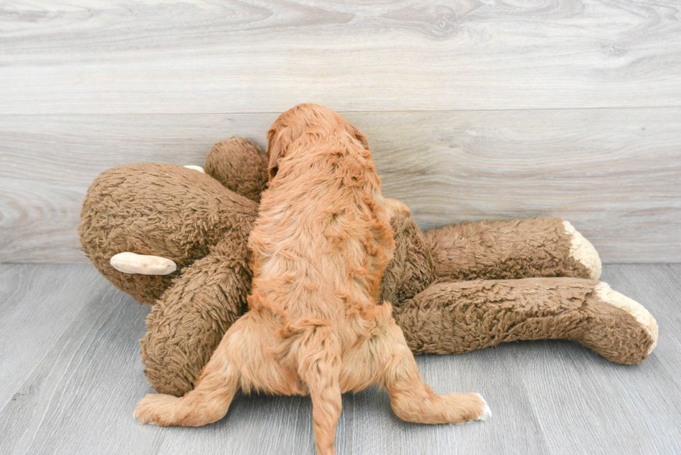 Cavapoo Pup Being Cute