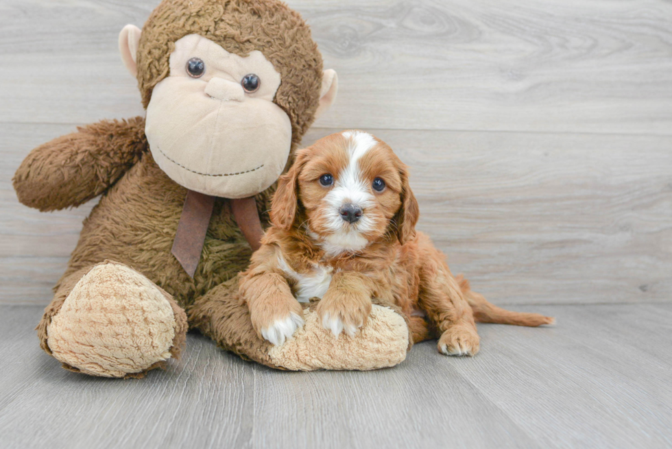 Happy Cavapoo Baby