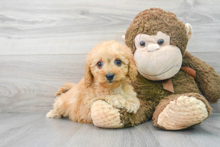 Funny Cavapoo Poodle Mix Pup