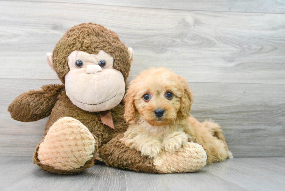 Cavapoo Pup Being Cute