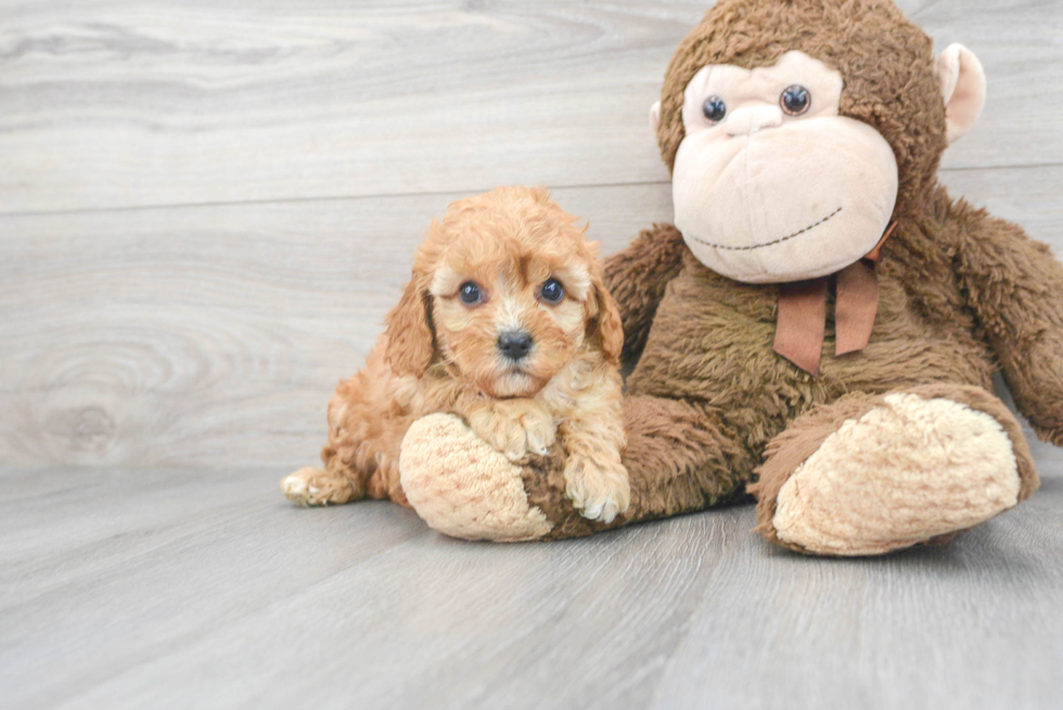 Cavapoo Puppy for Adoption