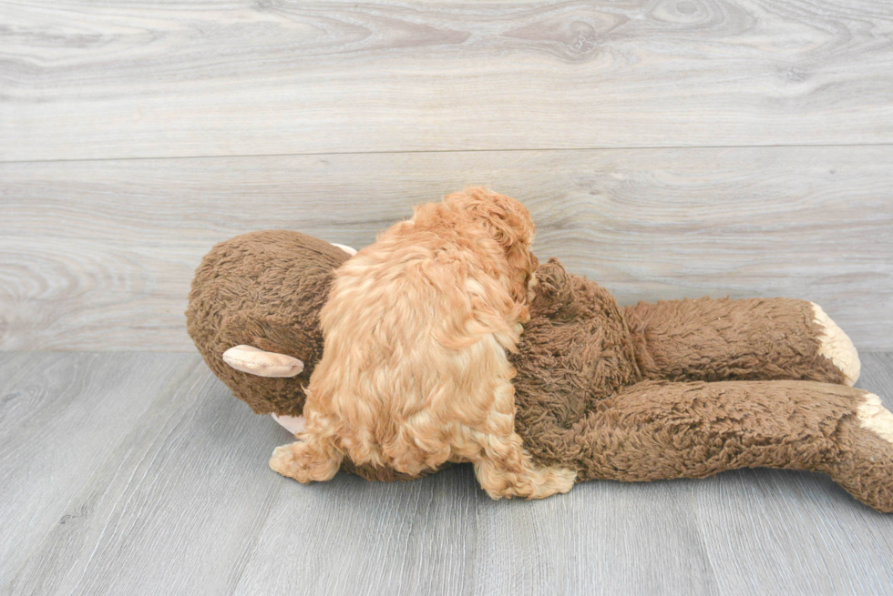 Little Cavoodle Poodle Mix Puppy