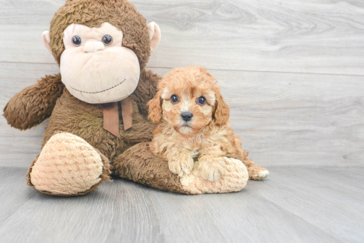 Cute Cavapoo Baby