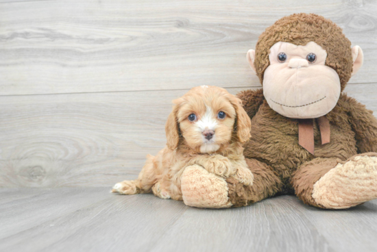 Cavapoo Pup Being Cute