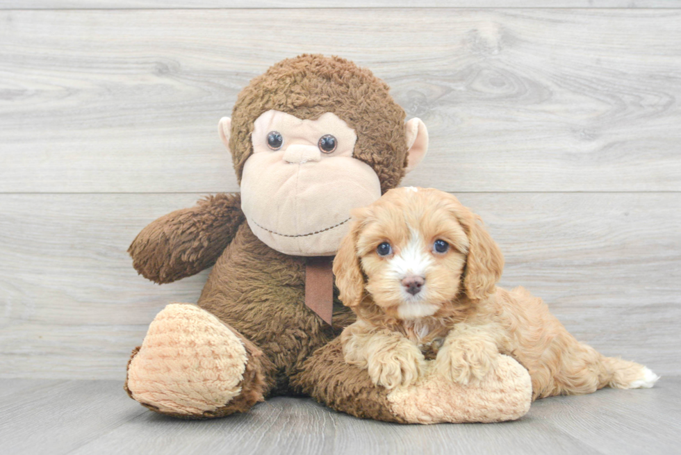 Friendly Cavapoo Baby