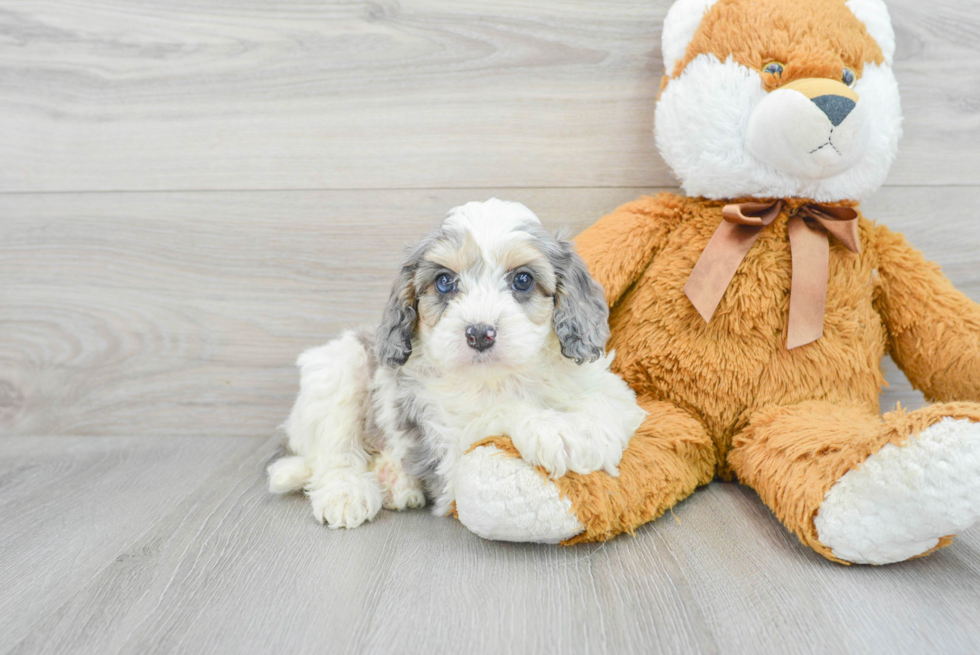 Adorable Cavoodle Poodle Mix Puppy