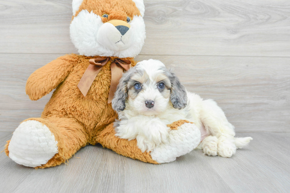 Cavapoo Puppy for Adoption