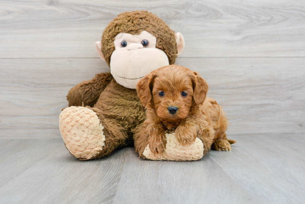 Small Cavapoo Baby