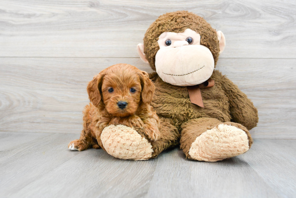 Best Cavapoo Baby