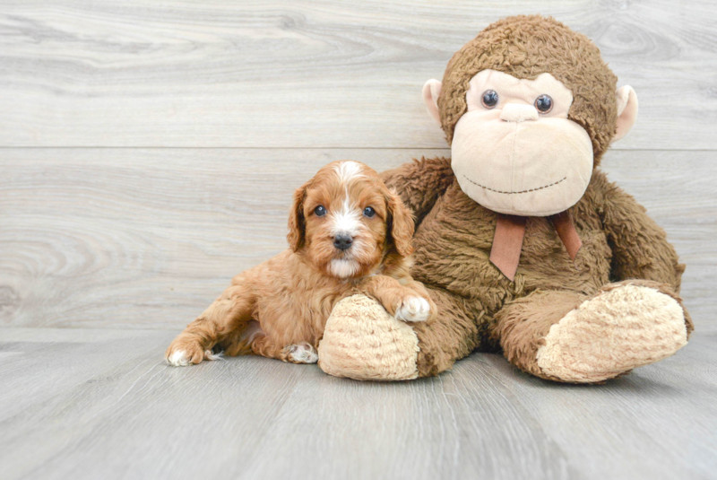 Meet Louie - our Cavapoo Puppy Photo 1/3 - Premier Pups