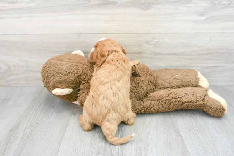 Meet Louie - our Cavapoo Puppy Photo 2/3 - Premier Pups