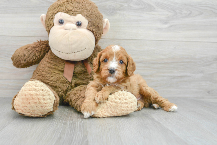 Cavapoo Pup Being Cute