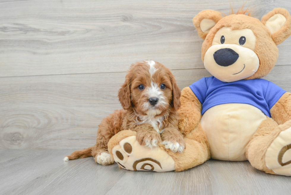 Best Cavapoo Baby