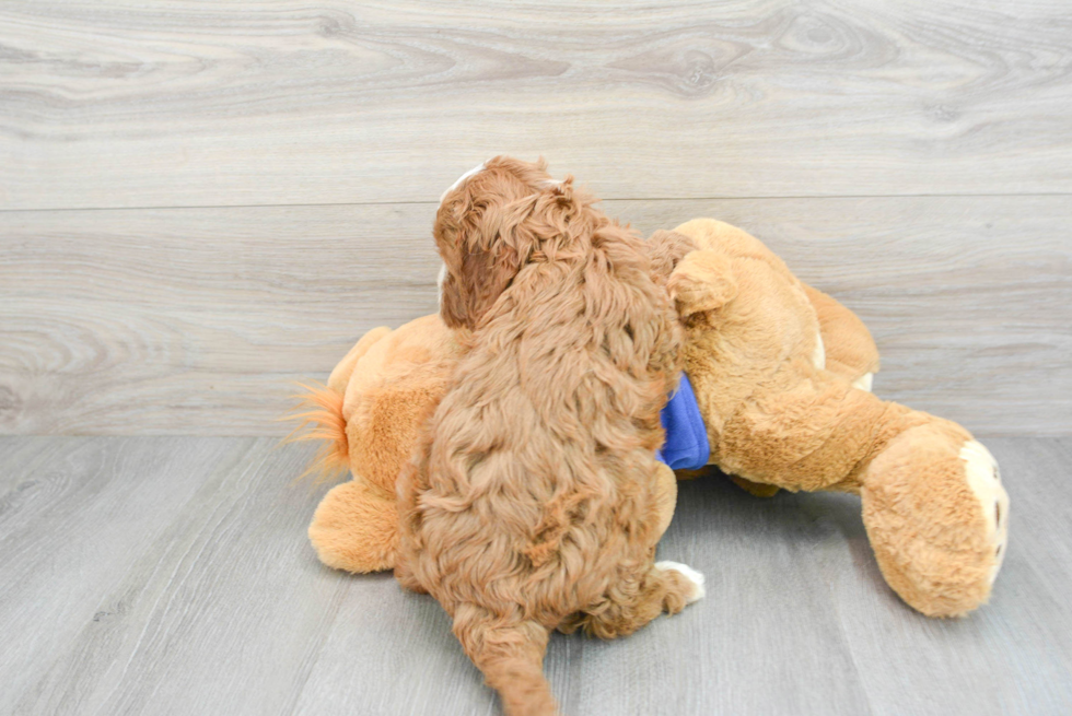 Popular Cavapoo Poodle Mix Pup