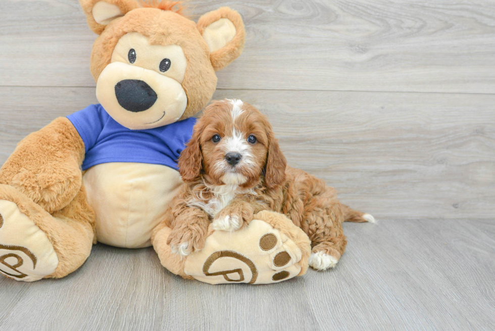 Cavapoo Pup Being Cute