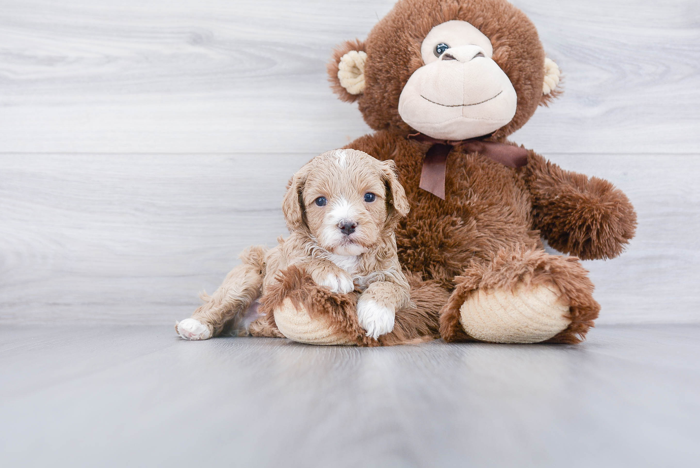Smart Cavapoo Poodle Mix Pup