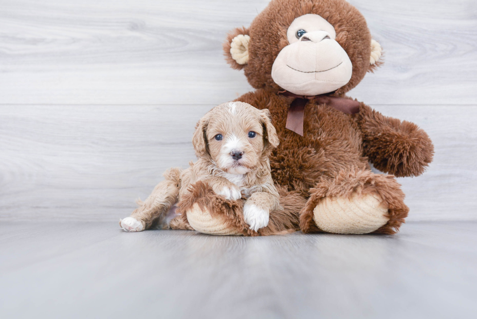 Smart Cavapoo Poodle Mix Pup