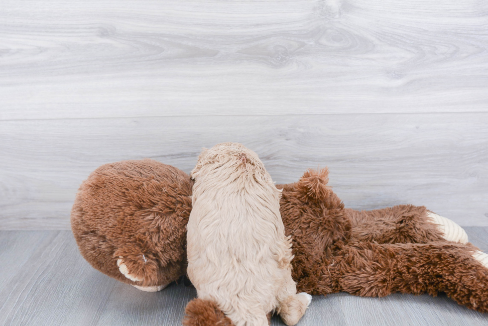 Energetic Cavoodle Poodle Mix Puppy