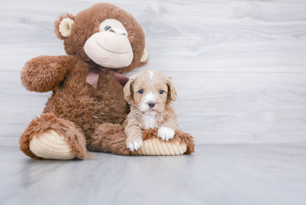 Best Cavapoo Baby