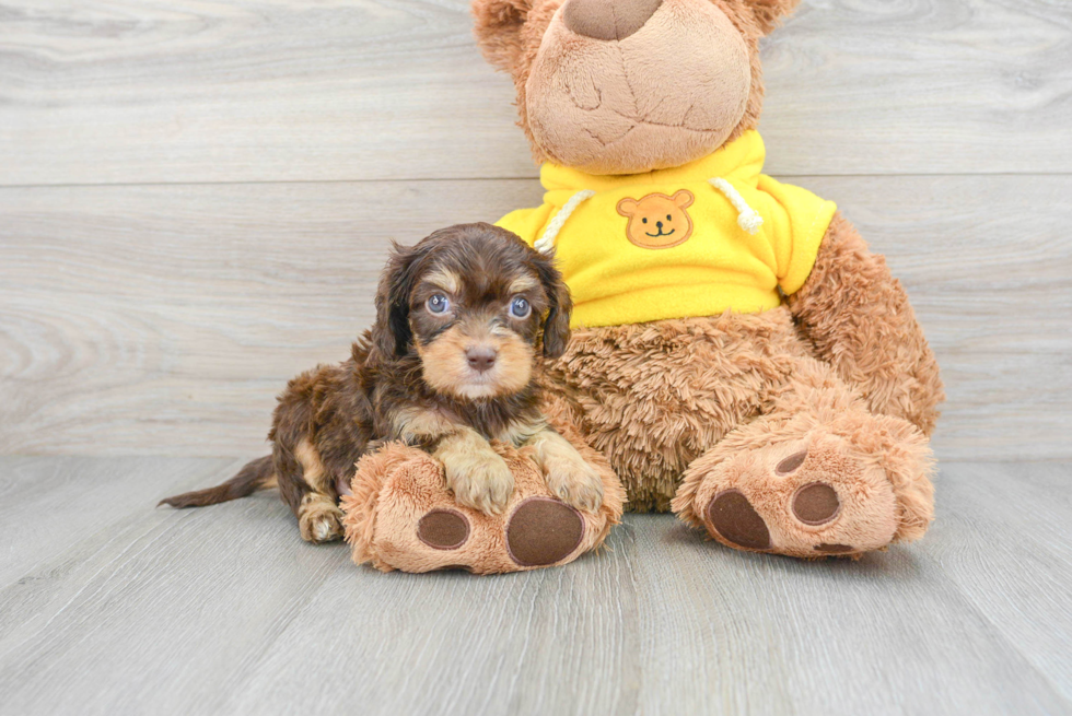 Sweet Cavapoo Baby