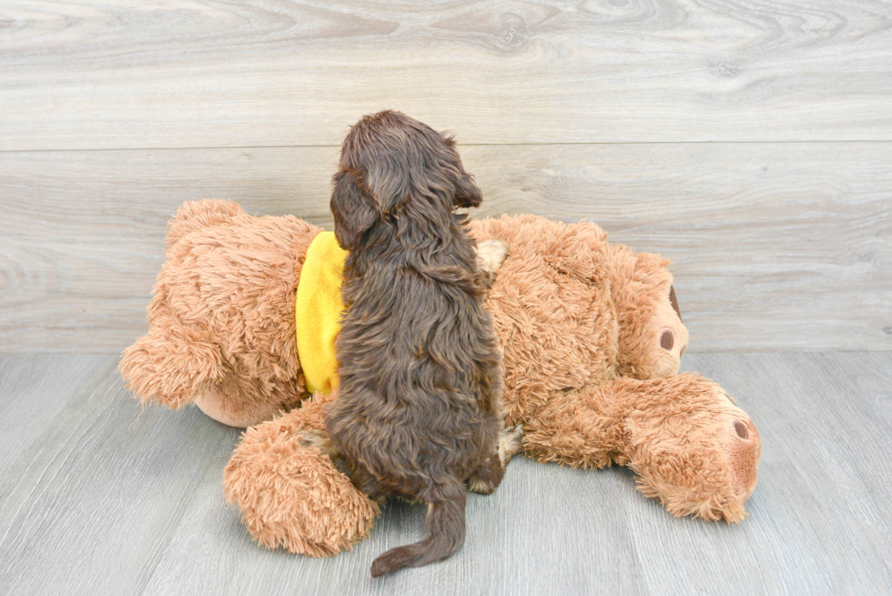 Best Cavapoo Baby