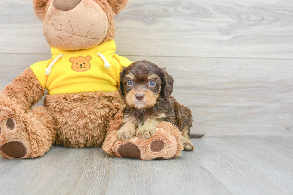 Cavapoo Puppy for Adoption