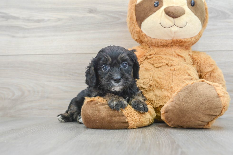 Cavapoo Puppy for Adoption