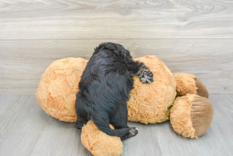 Little Cavoodle Poodle Mix Puppy