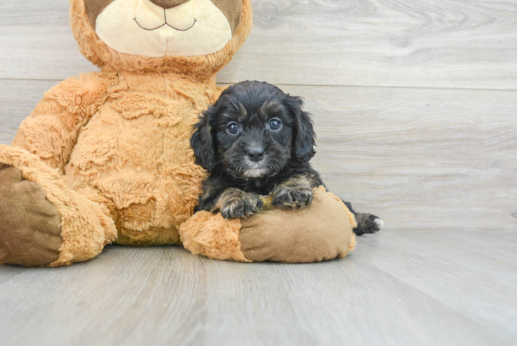 Popular Cavapoo Poodle Mix Pup