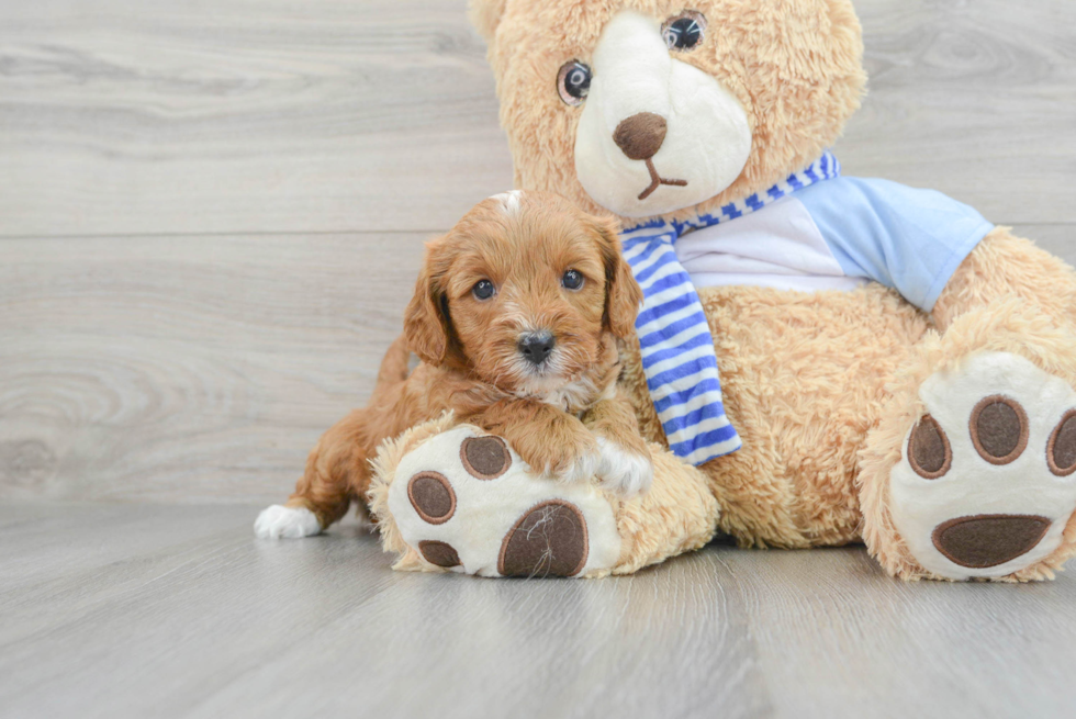 Cute Cavapoo Baby