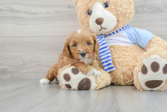 Cute Cavapoo Baby