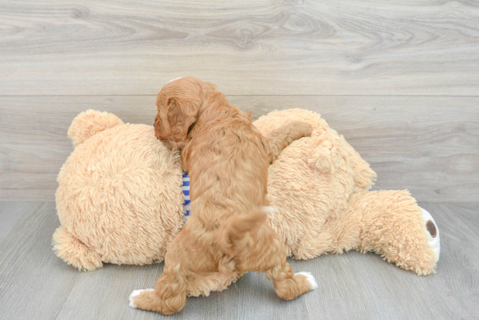 Cavapoo Pup Being Cute