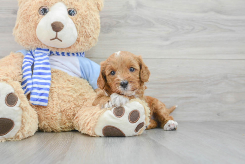 Fluffy Cavapoo Poodle Mix Pup