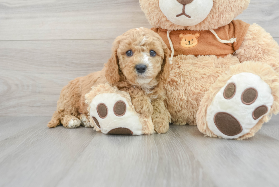 Playful Cavoodle Poodle Mix Puppy