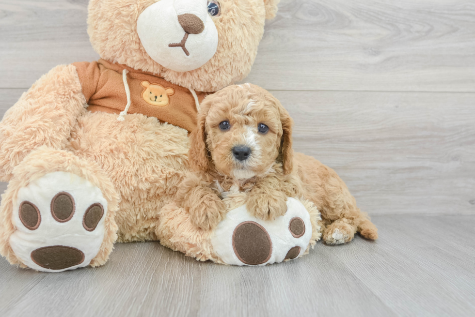 Cavapoo Pup Being Cute