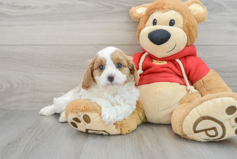 Sweet Cavapoo Baby