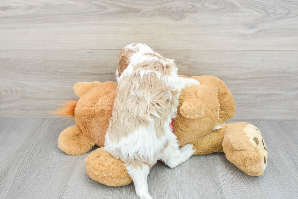 Cavapoo Puppy for Adoption