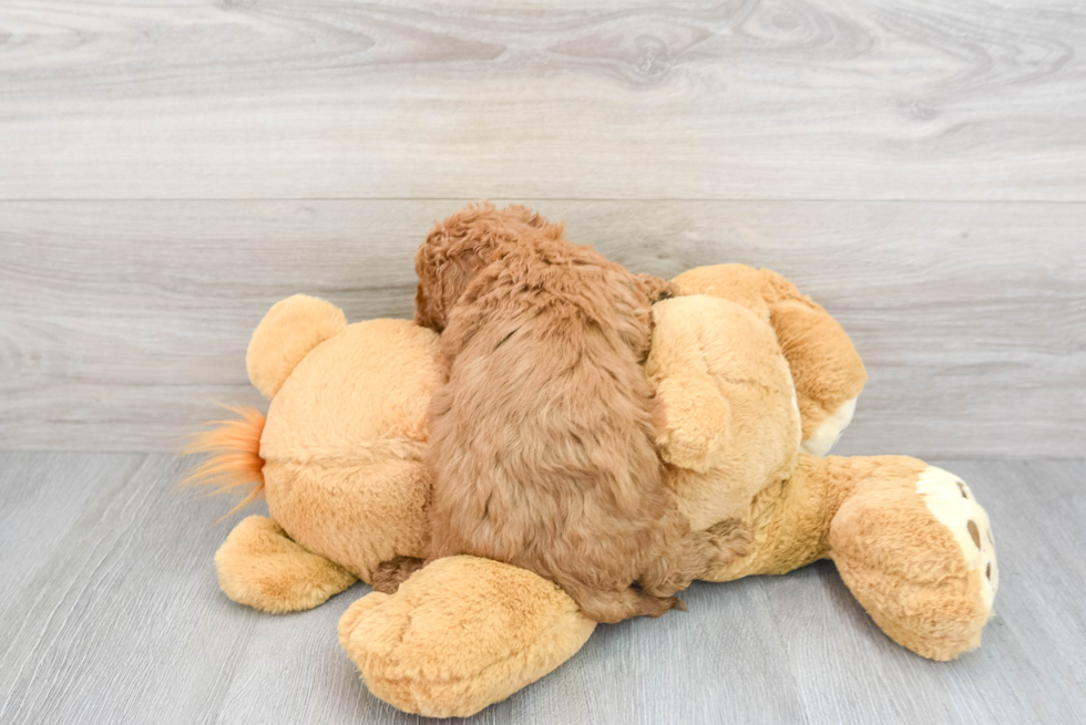 Cavapoo Pup Being Cute