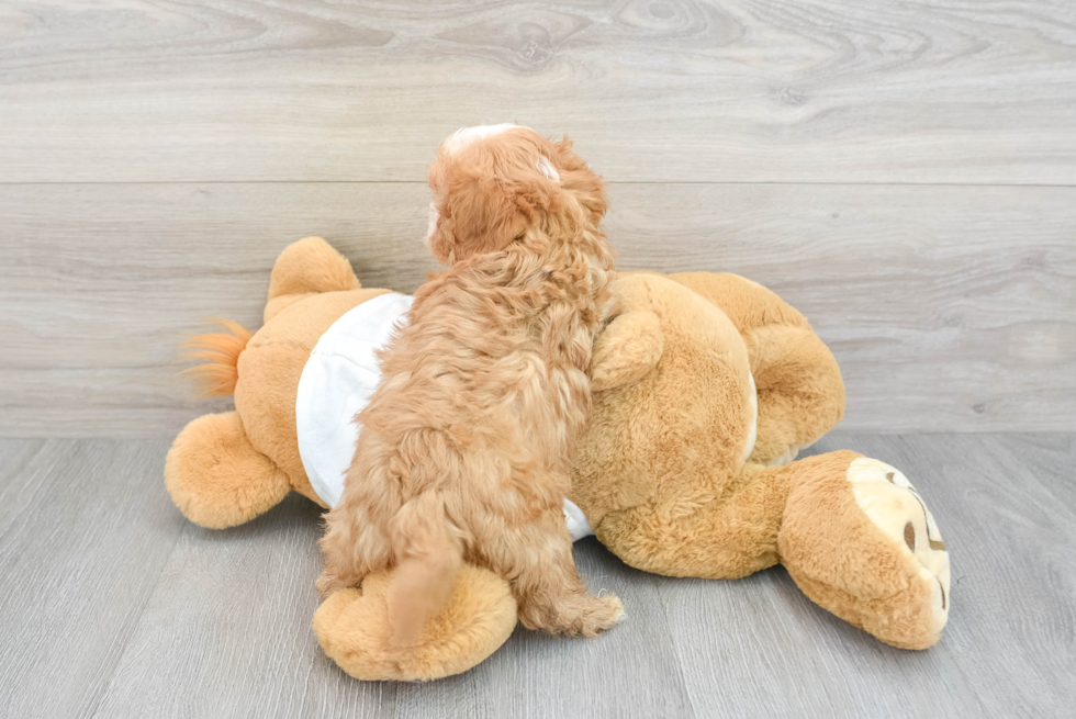 Little Cavoodle Poodle Mix Puppy