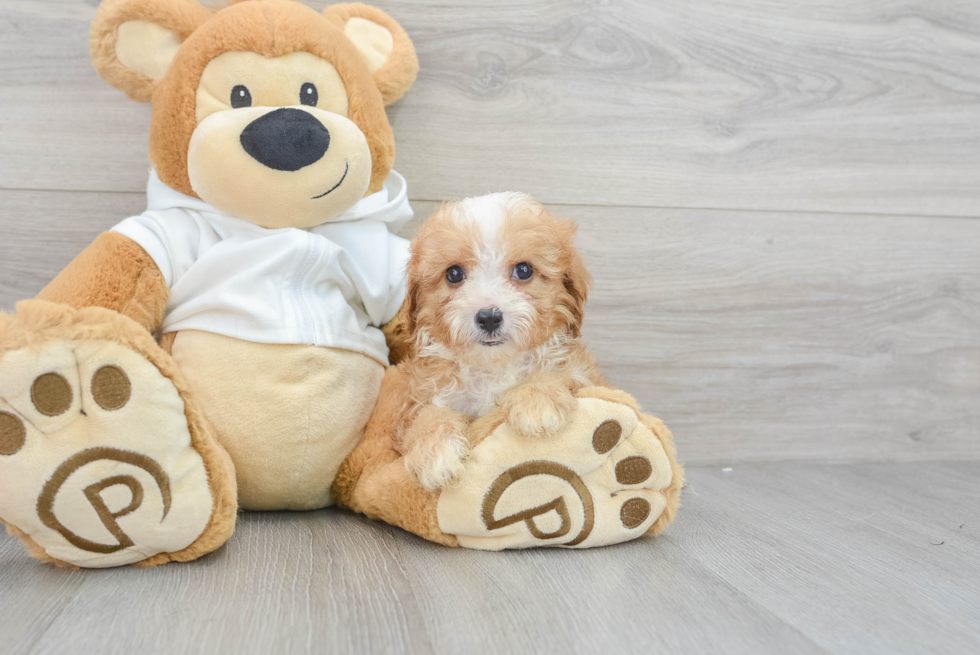 Petite Cavapoo Poodle Mix Pup