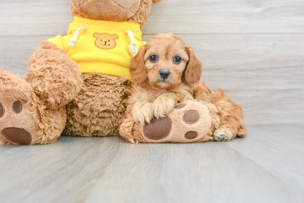 Small Cavapoo Baby