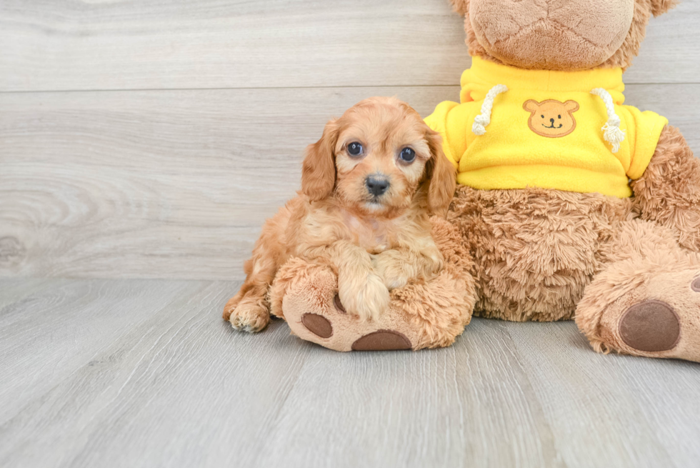 Cavapoo Pup Being Cute