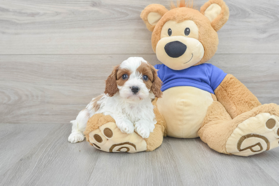 Hypoallergenic Cavoodle Poodle Mix Puppy